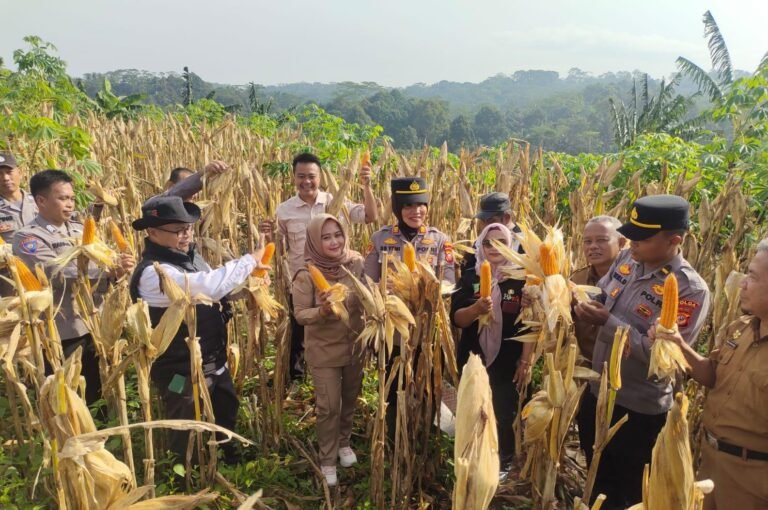 Polres Ciamis Dampingi Panen Jagung Hibrida di Kawali, Wujud Nyata Peran Polri Dukung Ketahanan Pangan Nasional