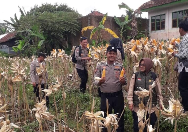 Polsek Ciamis Dukung Swasembada Pangan Melalui Panen Raya Jagung Kuartal I 2026 di Desa Saguling