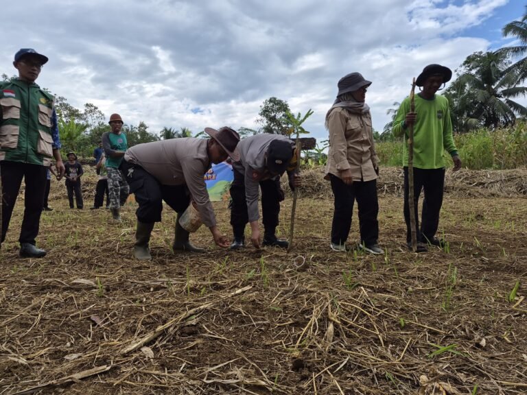 Polsek Cijeungjing Dukung Program Ketahanan Pangan melalui Penanaman Jagung Serentak Polda Jabar