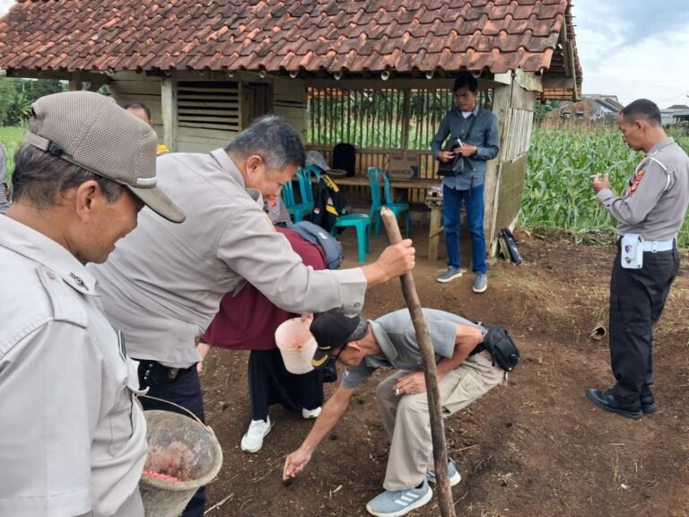 Polsek Ciamis Dukung Program Swasembada Pangan Melalui Penanaman Jagung Serentak 750 Hektar di Desa Imbanagara