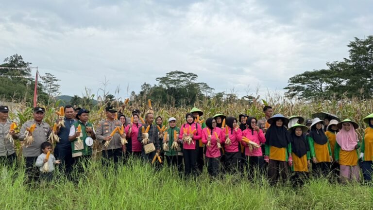 Ketahanan Pangan, Kapolsek dan Bhayangkari Cisaga Ikut Bersama KWT Panen Jagung
