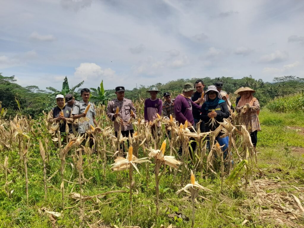 Ketahanan Pangan, Polsek Cisaga Polres Ciamis Ikut Panen Jagung Bersama Poktan Waluya