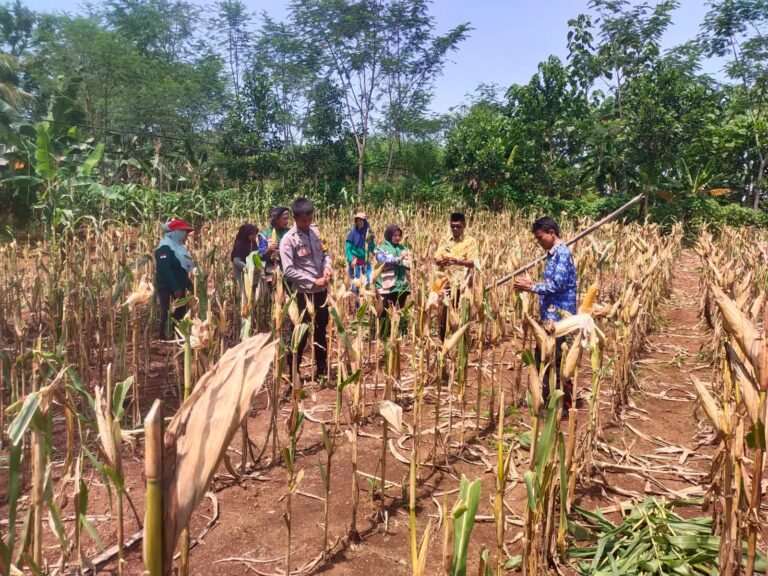 Bhabinkamtibmas Polsek Cisaga Hadiri Panen Jagung Bersama KWT Madasari, Dukung Ketahanan Pangan dan Sinergi Masyarakat