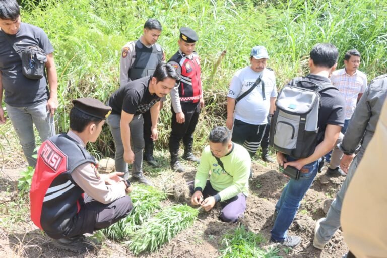 Polres Tanah Karo Ungkap Ladang Ganja di Desa Cinta Rakyat, 33 Batang Tanaman Disita
