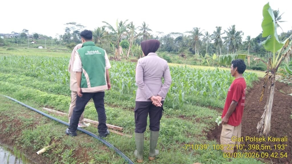 Ketahanan Pangan, Polsek Kawali Polres Ciamis Pantau Pertanian Jagung Warga Kawalimukti
