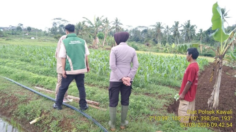 Ketahanan Pangan, Polsek Kawali Polres Ciamis Pantau Pertanian Jagung Warga Kawalimukti