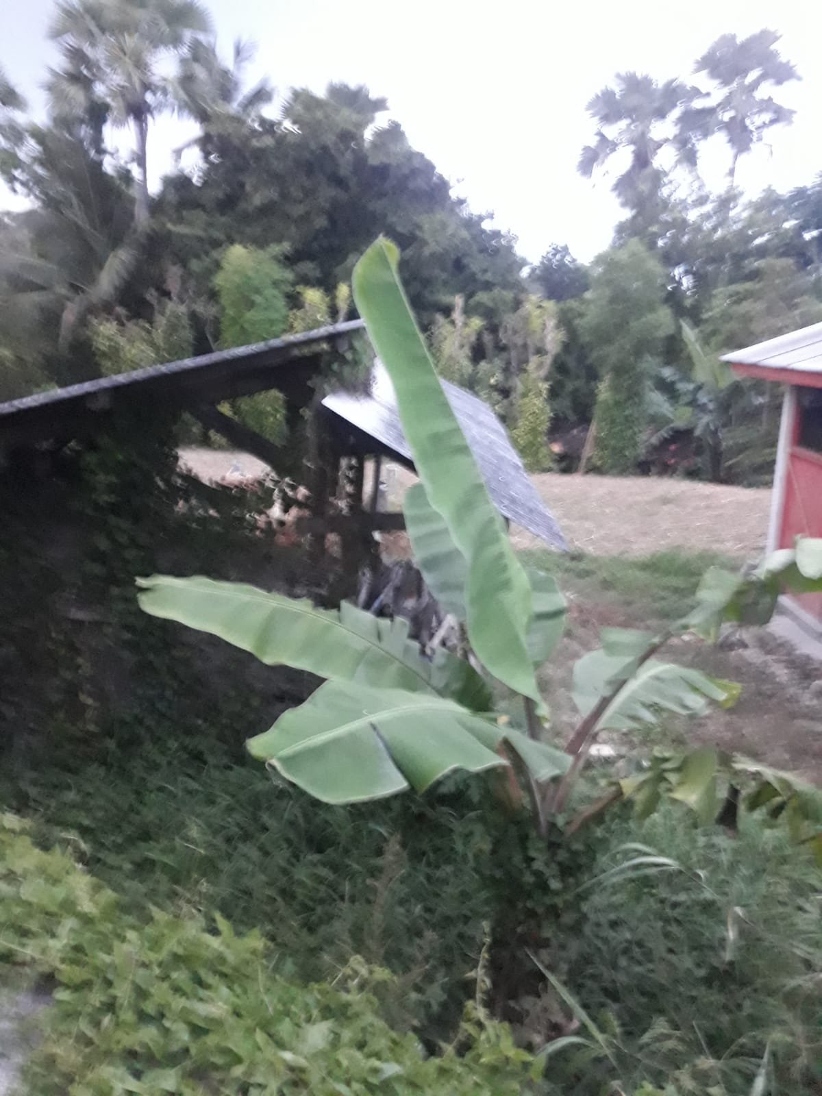 Dugaan Penyimpangan Bantuan Sapi UPPO Tahun 2020, Tersisa Dua Ekor.
