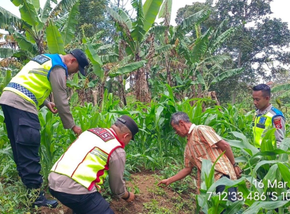 Dukung Ketahanan Pangan, Polsek Pasirwangi Pantau Lahan Jagung Binaan di Garut