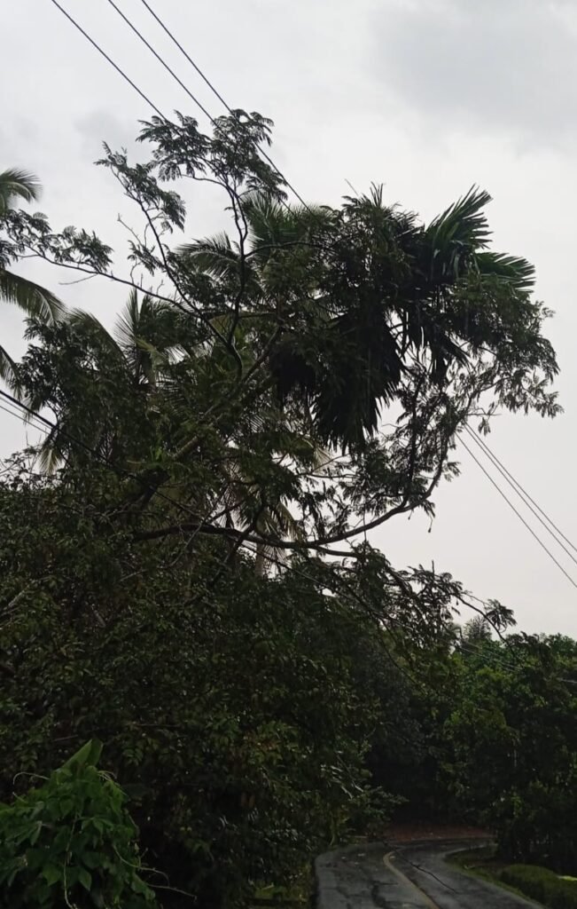Cuaca Ekstrem Terjang Banjaranyar dan Pamarican, Sejumlah Pohon Tumbang Timpa Jaringan Listrik
