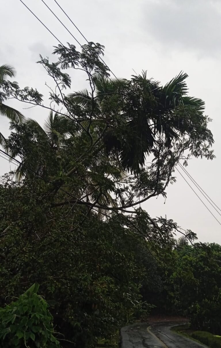 Cuaca Ekstrem Terjang Banjaranyar dan Pamarican, Sejumlah Pohon Tumbang Timpa Jaringan Listrik