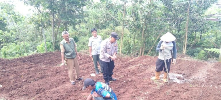 Polres Ciamis Dukung Ketahanan Pangan, Polisi Turut Andil dalam Penanaman Jagung di Desa Karangpawitan