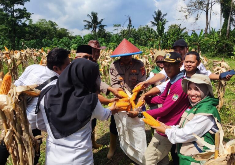 Panen Jagung Kuartal I Polsek Pamarican, Wujud Peran Polri Dukung Ketahanan Pangan Nasional