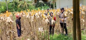 Ketahanan Pangan, Polsek Ciamis Ikut Bersama Poktan Jadimulya Panen Raya Jagung