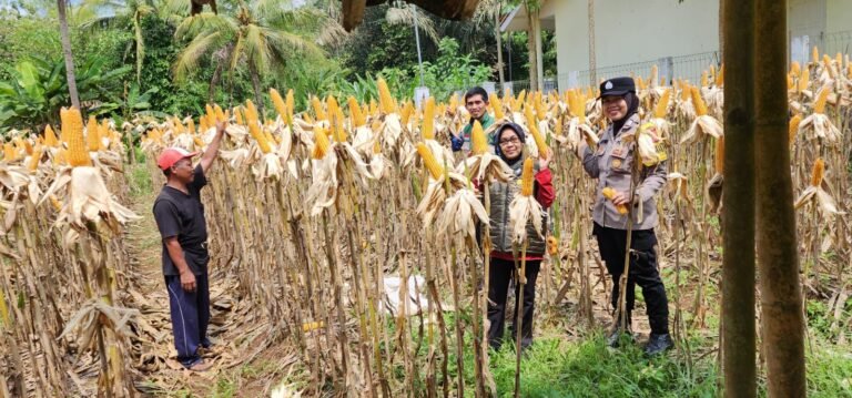 Ketahanan Pangan, Polsek Ciamis Ikut Bersama Poktan Jadimulya Panen Raya Jagung