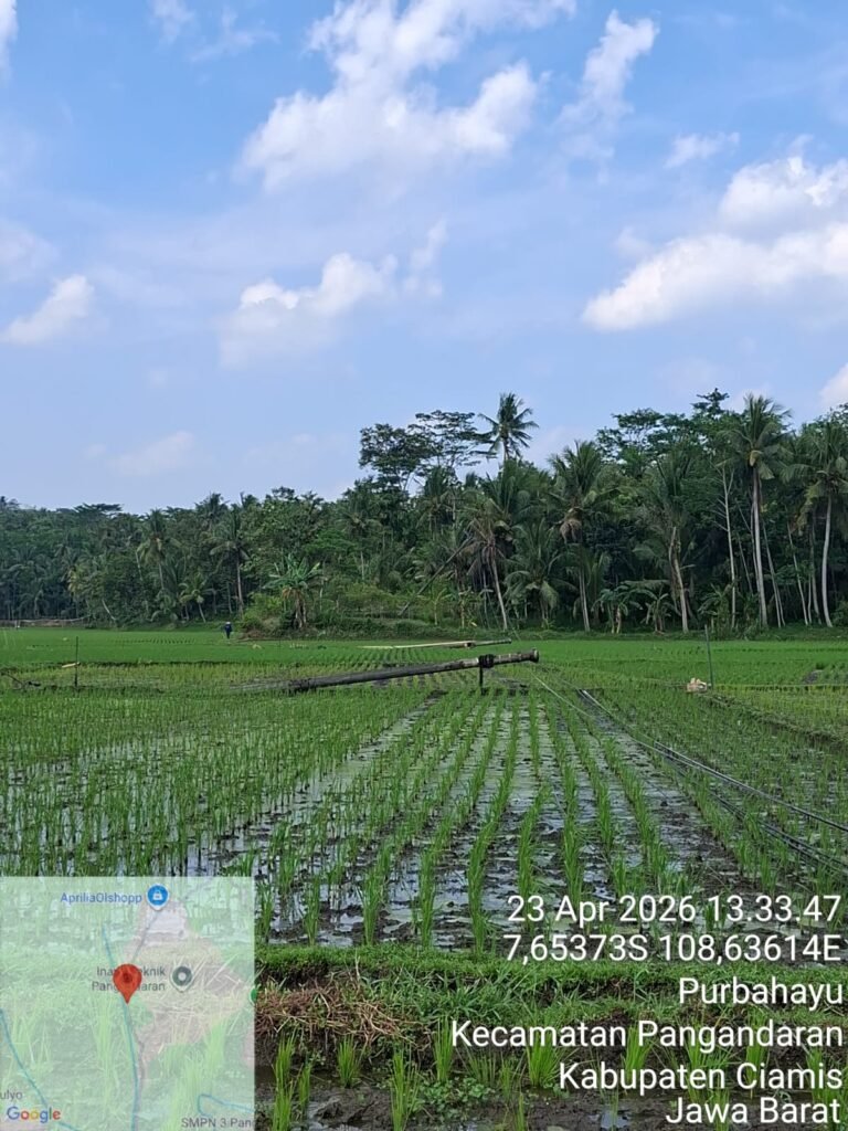 Cuaca Ekstrem, 14 Tiang Listrik Roboh di Pangandaran, PLN Percepat Pemulihan