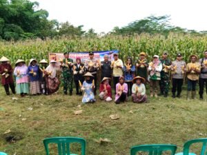 Ketahanan Pangan, Polsek Cihaurbeuri Ikut Bersama Poktan Sugih Mukti Satu Panen Raya Jagung