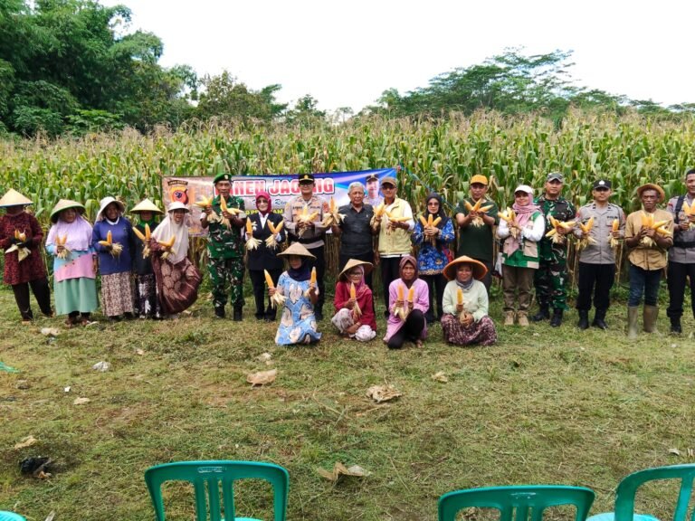 Ketahanan Pangan, Polsek Cihaurbeuri Ikut Bersama Poktan Sugih Mukti Satu Panen Raya Jagung