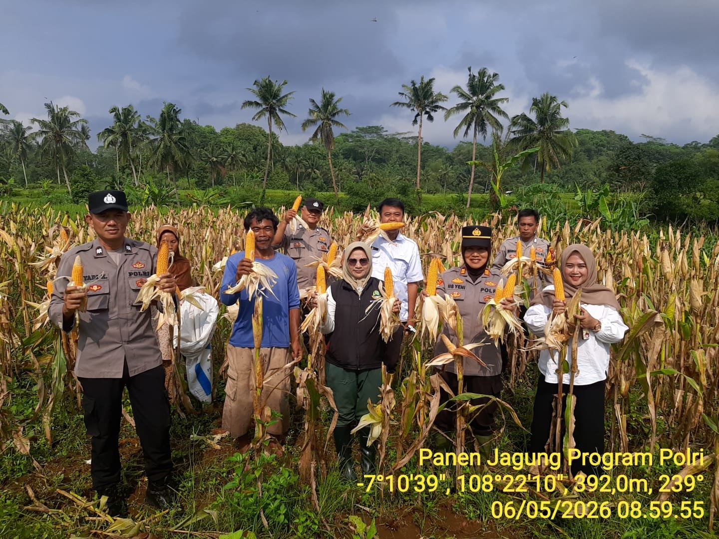 Ketahanan Pangan, Polsek Kawali Ikut Bersama Poktan Desa Kawalimukti Panen Raya Jagung
