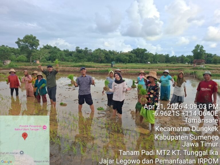 Apresiasi Hasil Panen Sistem Jajar Legowo Tingkatkan Produksi Pertanian