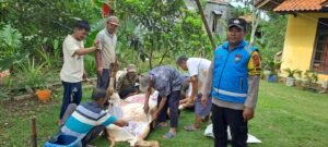 Idul Adha 1447 H, Polsek Cisaga Pantau Proses Kurban di Mesjid Uswatun Hasanah