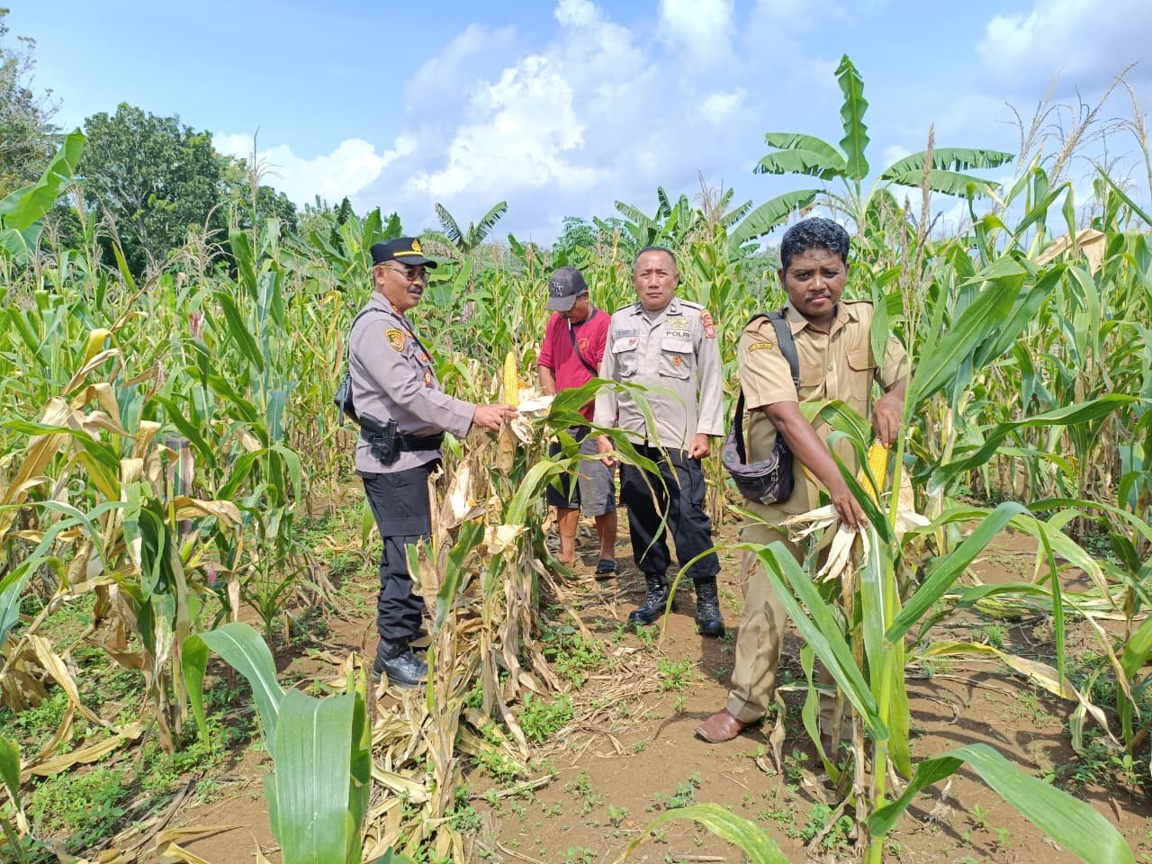 Polres Ciamis Dukung Ketahanan Pangan Melalui Pengecekan Persiapan Panen Jagung di Wilayah Lakbok