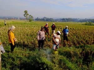 Polsek Sukawening Sinergi Petani dan Pemerintah Desa Gelar Gerakan Pengendalian Hama Tikus Demi Selamatkan Lahan Pertanian