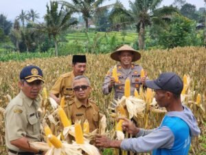 Polsek Panjalu Monitoring Panen Jagung di Desa Kertamandala, Dukung Program Swasembada Pangan Nasional