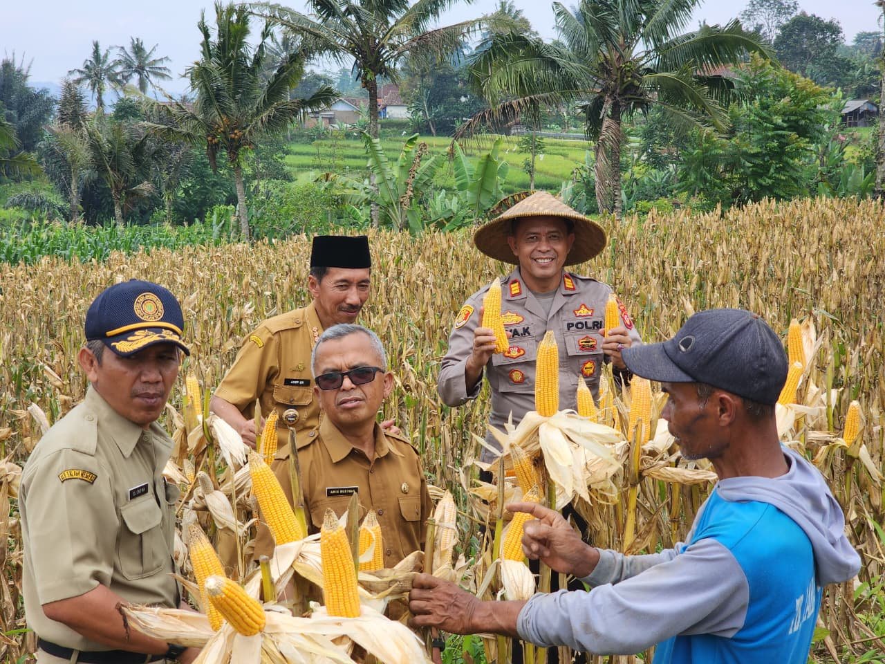 Polsek Panjalu Monitoring Panen Jagung di Desa Kertamandala, Dukung Program Swasembada Pangan Nasional