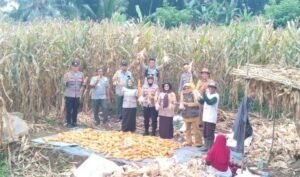 Polres Ciamis Dukung Ketahanan Pangan, Panen Jagung di Lahan Non LBS Kawalimukti Hasilkan 1,2 Ton Jagung