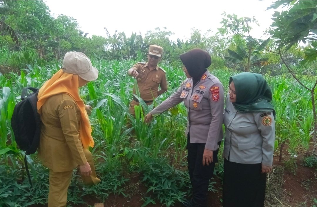 Polsek Kawali Monitoring Tanaman Jagung di Lahan Binaan, Dukung Ketahanan Pangan Nasional